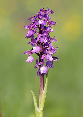 Green-winged Orchid Anacamptis morio