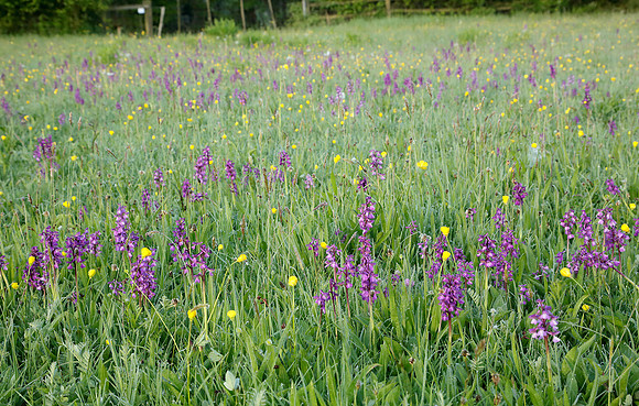 Green-winged Orchid Anacamptis morio