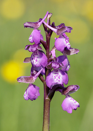 Green-winged Orchid Anacamptis morio