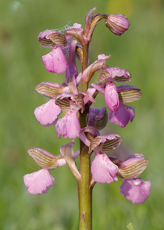 Green-winged Orchid Anacamptis morio