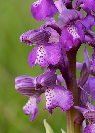 Green-winged Orchid Anacamptis morio