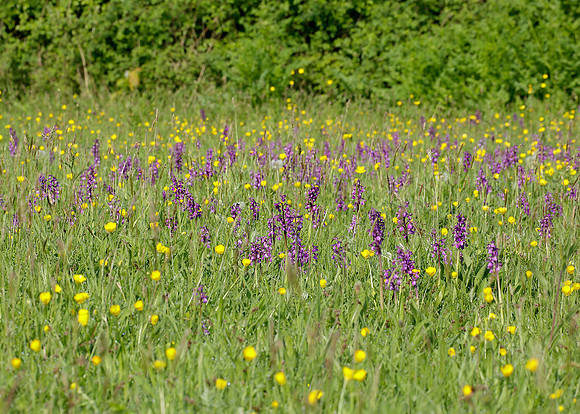 Green-winged Orchid Anacamptis morio