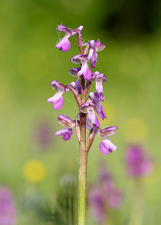 Green-winged Orchid Anacamptis morio