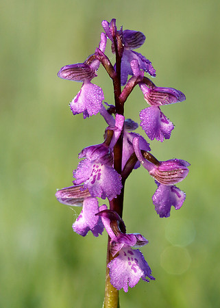 Green-winged Orchid Anacamptis morio