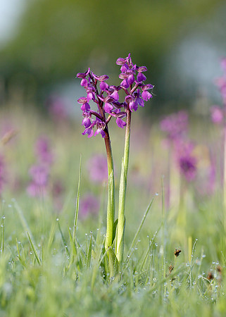 Green-winged Orchid Anacamptis morio