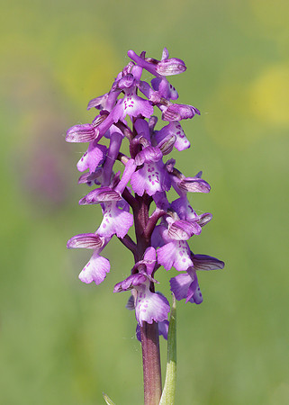 Green-winged Orchid Anacamptis morio