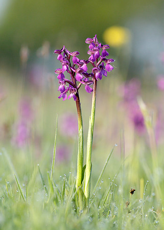 Green-winged Orchid Anacamptis morio