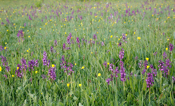 Green-winged Orchid Anacamptis morio