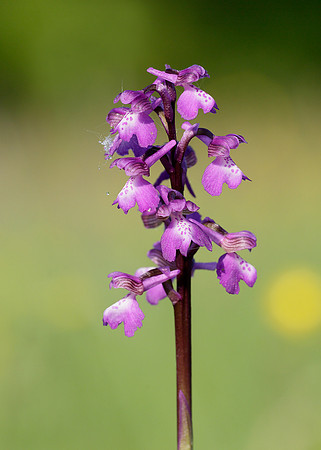 Green-winged Orchid Anacamptis morio
