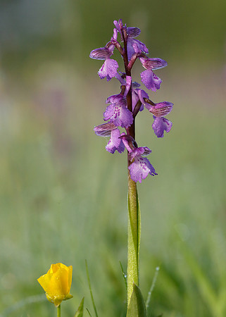 Green-winged Orchid Anacamptis morio