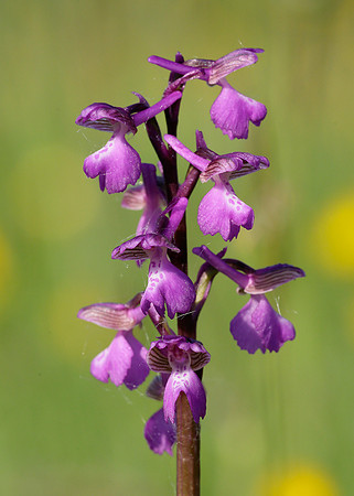 Green-winged Orchid Anacamptis morio