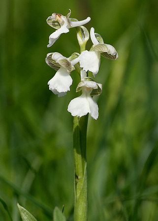 Green-winged Orchid Anacamptis morio