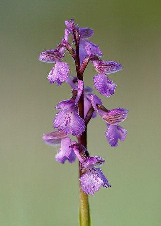 Green-winged Orchid Anacamptis morio