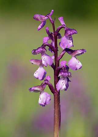 Green-winged Orchid Anacamptis morio