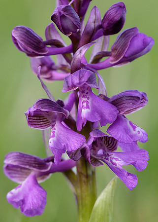 Green-winged Orchid Anacamptis morio