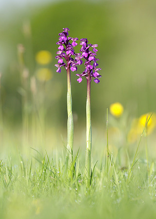 Green-winged Orchid Anacamptis morio