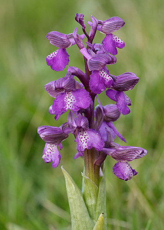 Green-winged Orchid Anacamptis morio