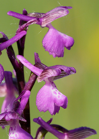Green-winged Orchid Anacamptis morio