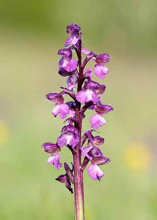 Green-winged Orchid Anacamptis morio