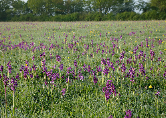 Green-winged Orchid Anacamptis morio