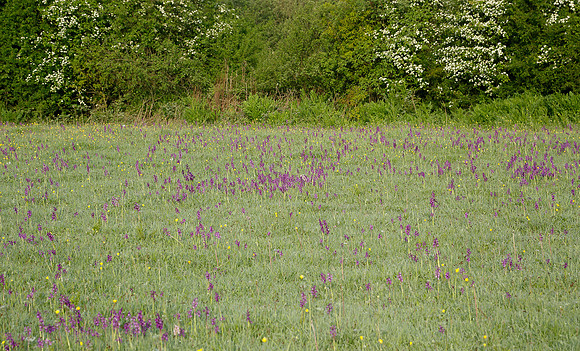 Green-winged Orchid Anacamptis morio