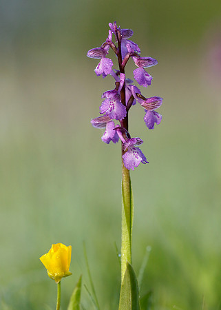 Green-winged Orchid Anacamptis morio