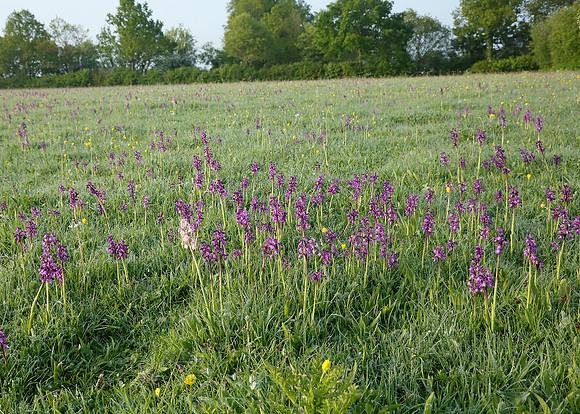 Green-winged Orchid Anacamptis morio