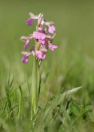Green-winged Orchid Anacamptis morio