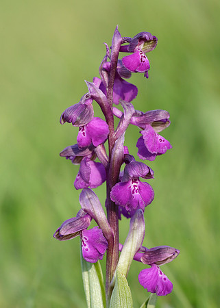 Green-winged Orchid Anacamptis morio