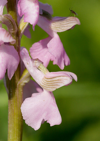Green-winged Orchid Anacamptis morio