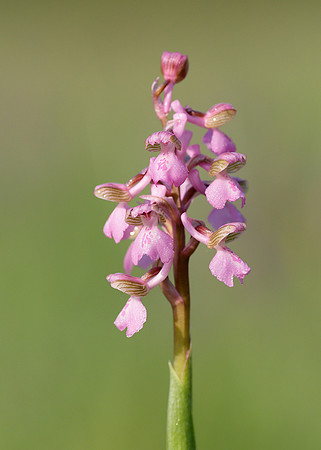 Green-winged Orchid Anacamptis morio
