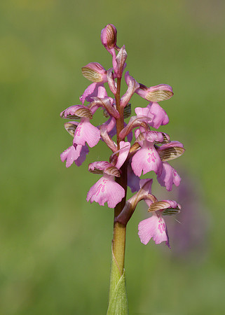 Green-winged Orchid Anacamptis morio