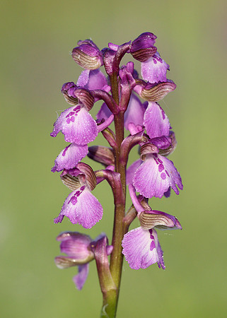 Green-winged Orchid Anacamptis morio