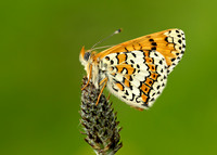 Glanville Fritillary Melitaea cinxia