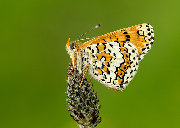 Glanville Fritillary Melitaea cinxia