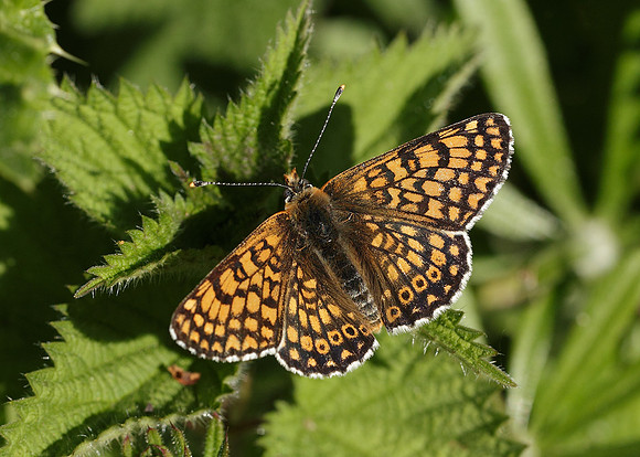 Glanville Fritillary Melitaea cinxiia