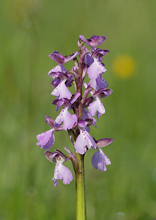 Green-winged Orchid Anacamptis morio