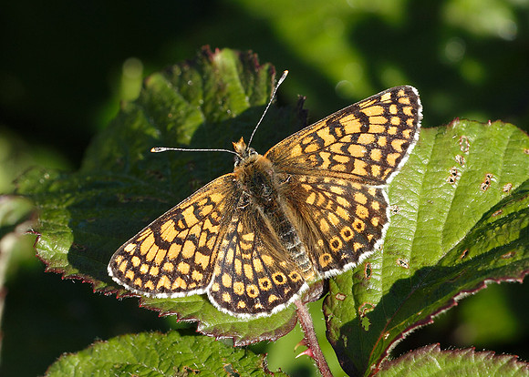 Glanville Fritillary Melitaea cinxiia