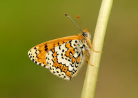 Glanville Fritillary Melitaea cinxia