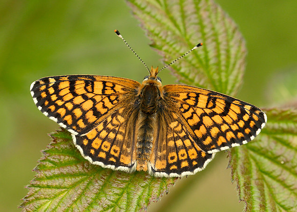 Glanville Fritillary Melitaea cinxia