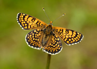 Glanville Fritillary Melitaea cinxia