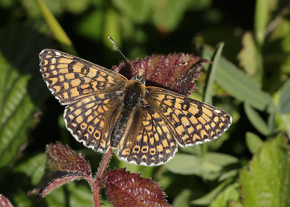 Glanville Fritillary Melitaea cinxiia