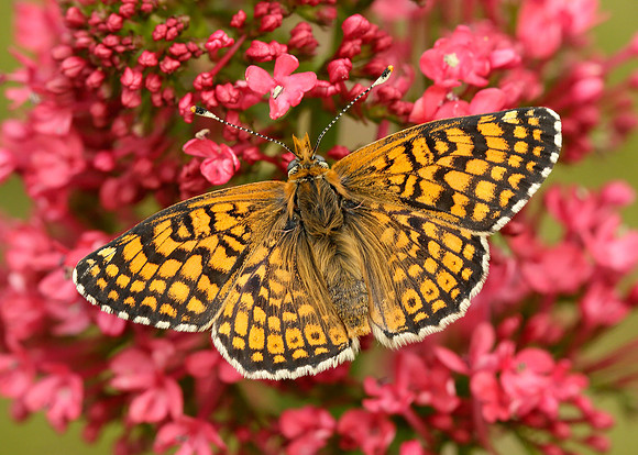 Glanville Fritillary Melitaea cinxia