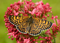 Glanville Fritillary Melitaea cinxia