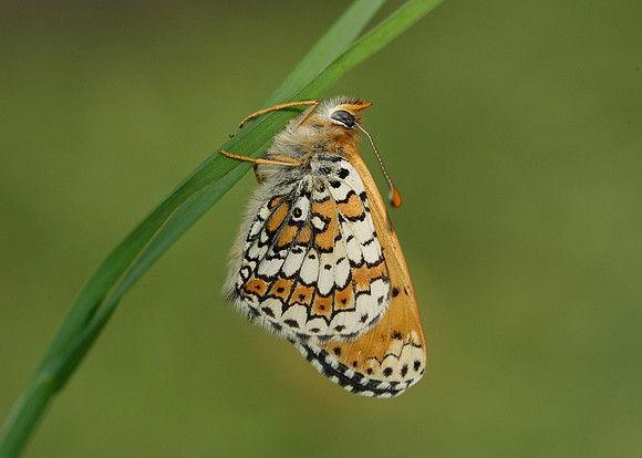 Glanville Fritillary Melitaea cinxiia