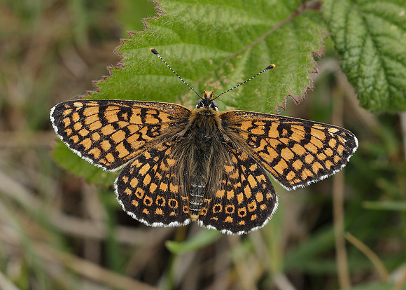 Glanville Fritillary Melitaea cinxiia