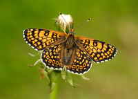 Glanville Fritillary Melitaea cinxia
