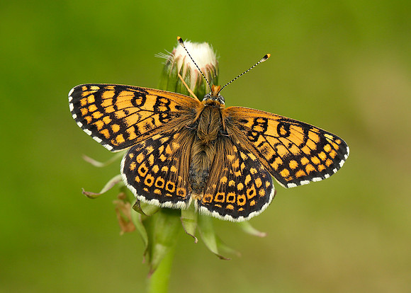 Glanville Fritillary Melitaea cinxia