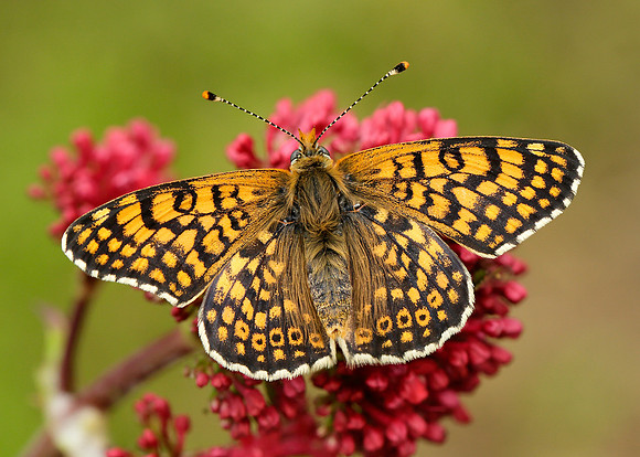 Glanville Fritillary Melitaea cinxia