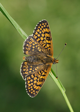 Glanville Fritillary Melitaea cinxiia